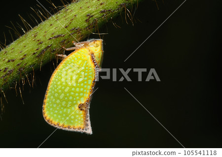 Helichahagoromo (Invasive species of the family Aobahagoromo) Helichahagoromo (Invasive species of the family Aobahagoromo) 105541118