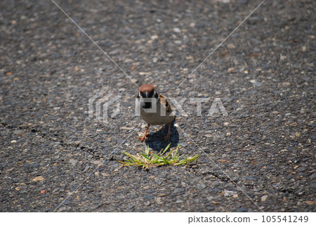 Sparrow walking on asphalt 105541249