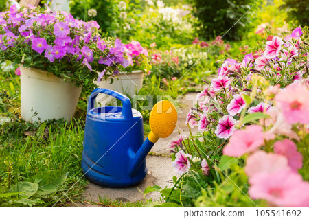 Farm worker gardening tools. Blue plastic watering can for irrigation plants placed in garden with flowers on flowerbed and flowerpot on sunny summer day. Gardening hobby agriculture concept Farm worker gardening tools. Blue plastic watering can for irrigation plants placed in garden with flowers on flowerbed and flowerpot on sunny summer day. Gardening hobby agriculture concept 105541692