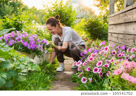 Gardening and agriculture concept. Young woman farm worker gardening flowers in garden. Gardener planting flowers for bouquet. Summer gardening work. Girl gardening at home in backyard 105541702