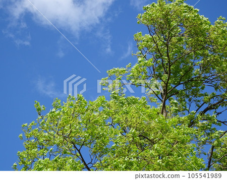Fresh greenery shining against the blue sky 105541989