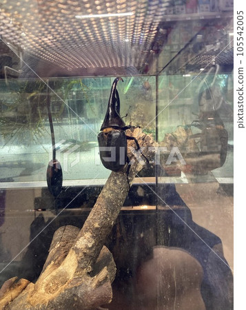 A male Hercules beetle in an aquarium. 105542005