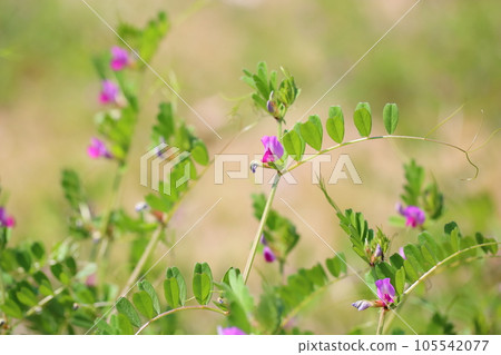 Vetch flower 105542077