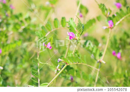 Vetch flower Vetch flower 105542078