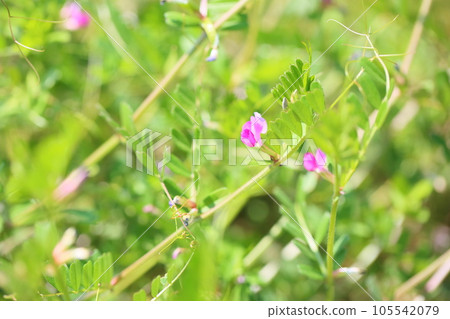 Vetch flower 105542079