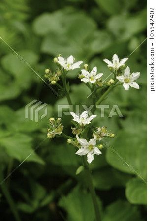 八甲田山鴉 八甲田山鴉 105542402