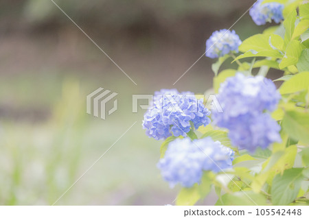 Hydrangea 105542448