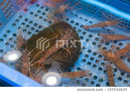 Botan Shrimp Seafood Botan Shrimp Seafood 105542629