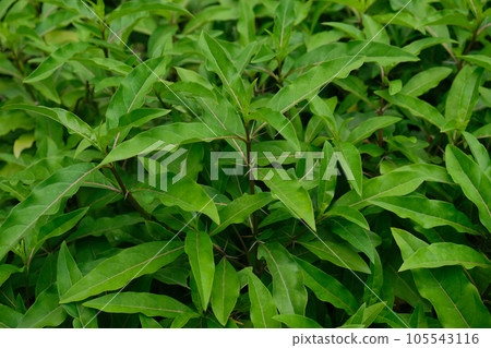 Shurma or Hophead barleria (Baleria lupulina, family Shurma or Hophead barleria (Baleria lupulina, family 105543116