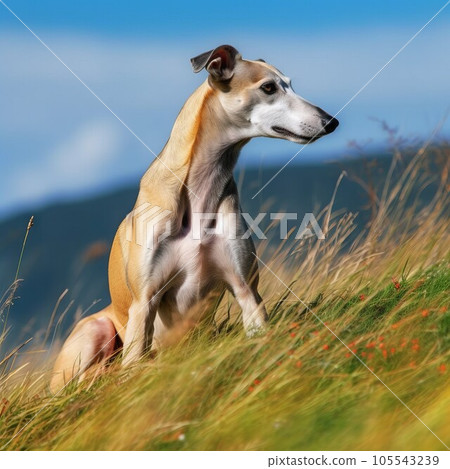 Greyhound dog sitting on the green meadow in a summer green field. Portrait of Greyhound dog sitting on the grass with summer landscape in the background. AI generated illustration. 105543239