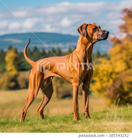 Rhodesian Ridgeback dog standing on the green meadow in a summer green field. Portrait of a Rhodesian Ridgeback dog standing on the grass with a summer landscape in the background. AI generated. 105543252
