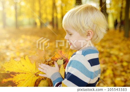 Little boy having fun during stroll in the forest at sunny autumn day. Child playing maple leaves. Baby tossing the leaves up. Active family time on nature. Hiking with little kids. Little boy having fun during stroll in the forest at sunny autumn day. Child playing maple leaves. Baby tossing the leaves up. Active family time on nature. Hiking with little kids. 105543383