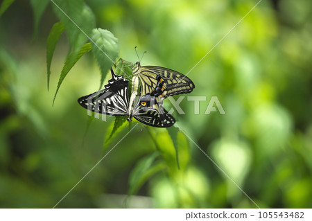 Namiageha Namiageha 105543482