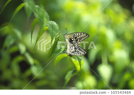 Namiageha Namiageha 105543484