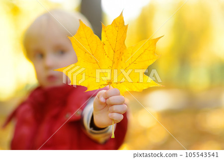 Little boy having fun during stroll in the public park at sunny autumn day. Active family time on nature. Hiking with little kids. 105543541