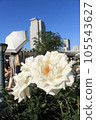 A white rose swaying in the wind in the sunlight 105543627