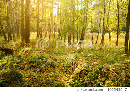 View of birch grove on sunny autumn day 105543647