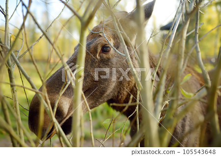 Close-up portrait of wild elk in spacious aviary on mooses farm or zoo on autumn day. 105543648