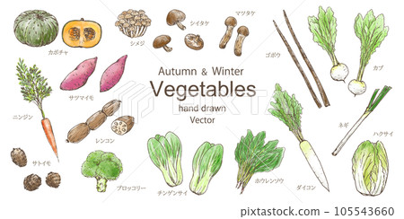 秋冬蔬菜套裝手繪插畫矢量 105543660