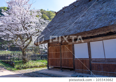 Gokayama, Toyama Prefecture: A salt and pepper house in the Suganuma gassho-zukuri village in spring when cherry blossoms are in bloom 105543662