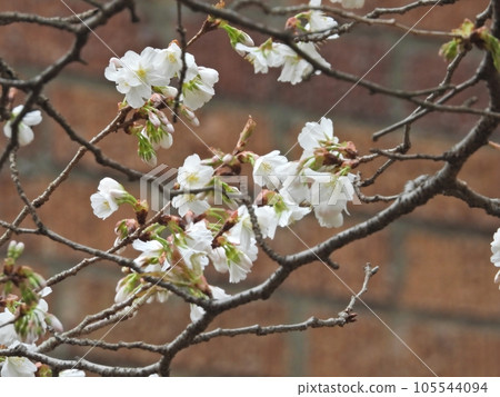 Cherry Blossoms	 105544094