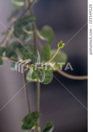 The leaf of the house plant is close. The leaf of the house plant is close. 105544526