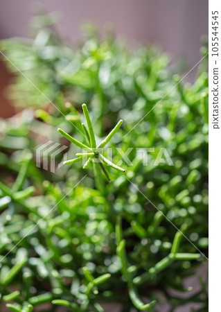 The leaf of the house plant is close. 105544545