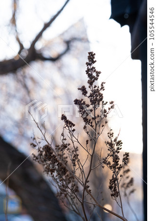 A dry plant on the background of the city. 105544546