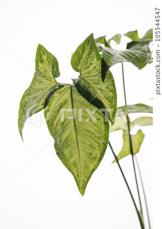 The leaf of the house plant is close. 105544547