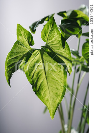 The leaf of the house plant is close. The leaf of the house plant is close. 105544591