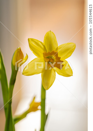Yellow daffodils on a blurry background. Beautiful flowers. 105544615