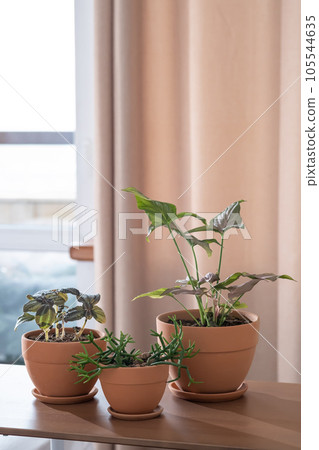 Three planters with flowers on the background of the home interior. Three planters with flowers on the background of the home interior. 105544635
