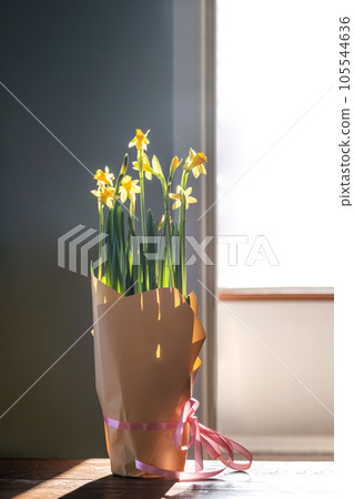 Yellow daffodils on a blurry background. Beautiful flowers. Yellow daffodils on a blurry background. Beautiful flowers. 105544636