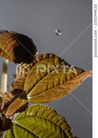 Drops drip on the leaves of domestic plants. Drops drip on the leaves of domestic plants. 105544638