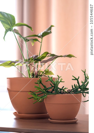 Two terracotta pots with flowers on the background of the home interior. Two terracotta pots with flowers on the background of the home interior. 105544687