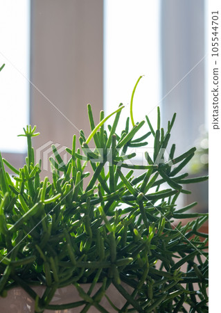 The leaf of the house plant is close. The leaf of the house plant is close. 105544701