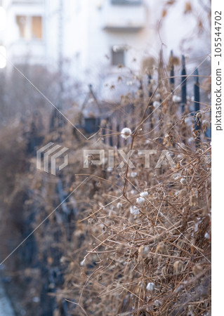 A dry plant on the background of the city. 105544702