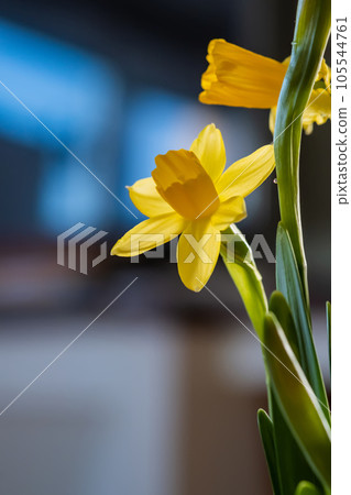 Yellow daffodils on a blurry background. Beautiful flowers. Yellow daffodils on a blurry background. Beautiful flowers. 105544761