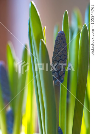 Purple flowers in a pot on the background of a home interior. Purple flowers in a pot on the background of a home interior. 105544762
