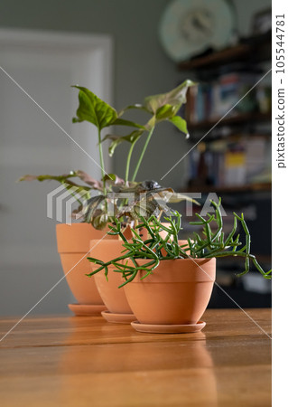 Three planters with flowers on the background of the home interior. 105544781