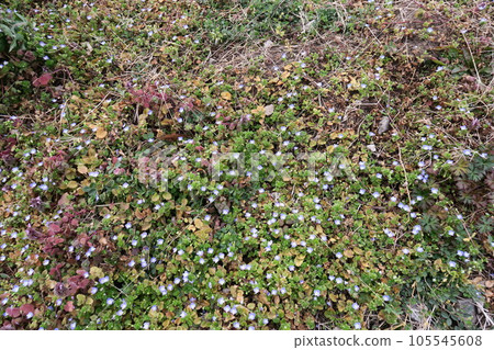 Spring field scenery in bloom 105545608