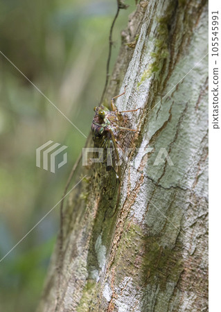 Ecological photograph of insects Higurashi Ecological photograph of insects Higurashi 105545991
