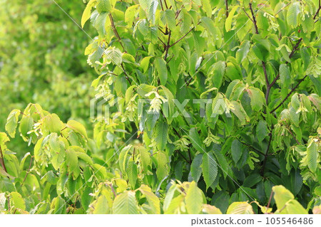 Plover tree with seeds Plover tree with seeds 105546486