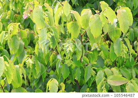 Plover tree with seeds Plover tree with seeds 105546487