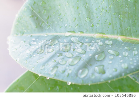 荷葉被雨打濕 荷葉被雨打濕 105546886