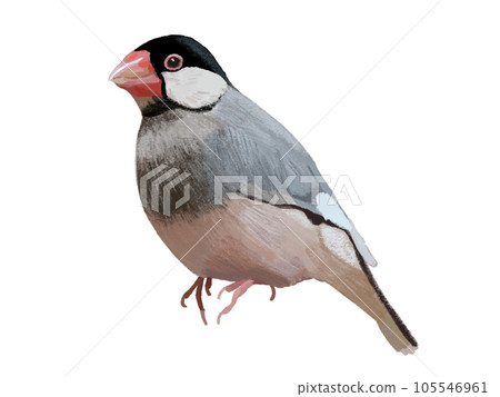 Java sparrow (one bird) Java sparrow (one bird) 105546961