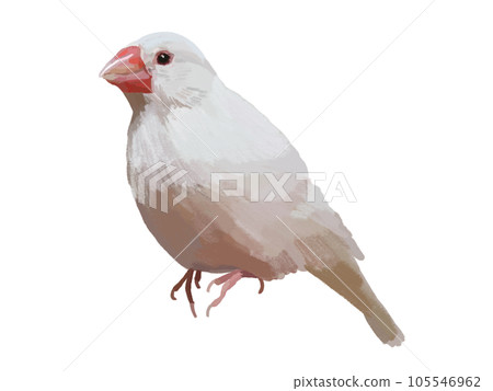 White sparrow (one bird) White sparrow (one bird) 105546962