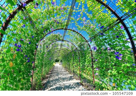 [香川縣] 夏天的國立贊岐萬野公園（花隧道） 105547109