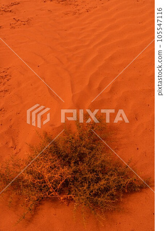 自然風光（中國，塔克拉瑪幹） 105547116