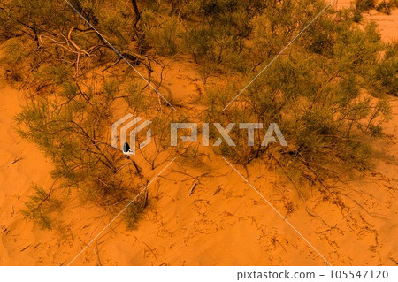 自然風光（中國，塔克拉瑪幹） 105547120